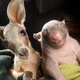 Illustration for article titled Baby Kangaroo and Baby Wombat Orphans Become BFFs